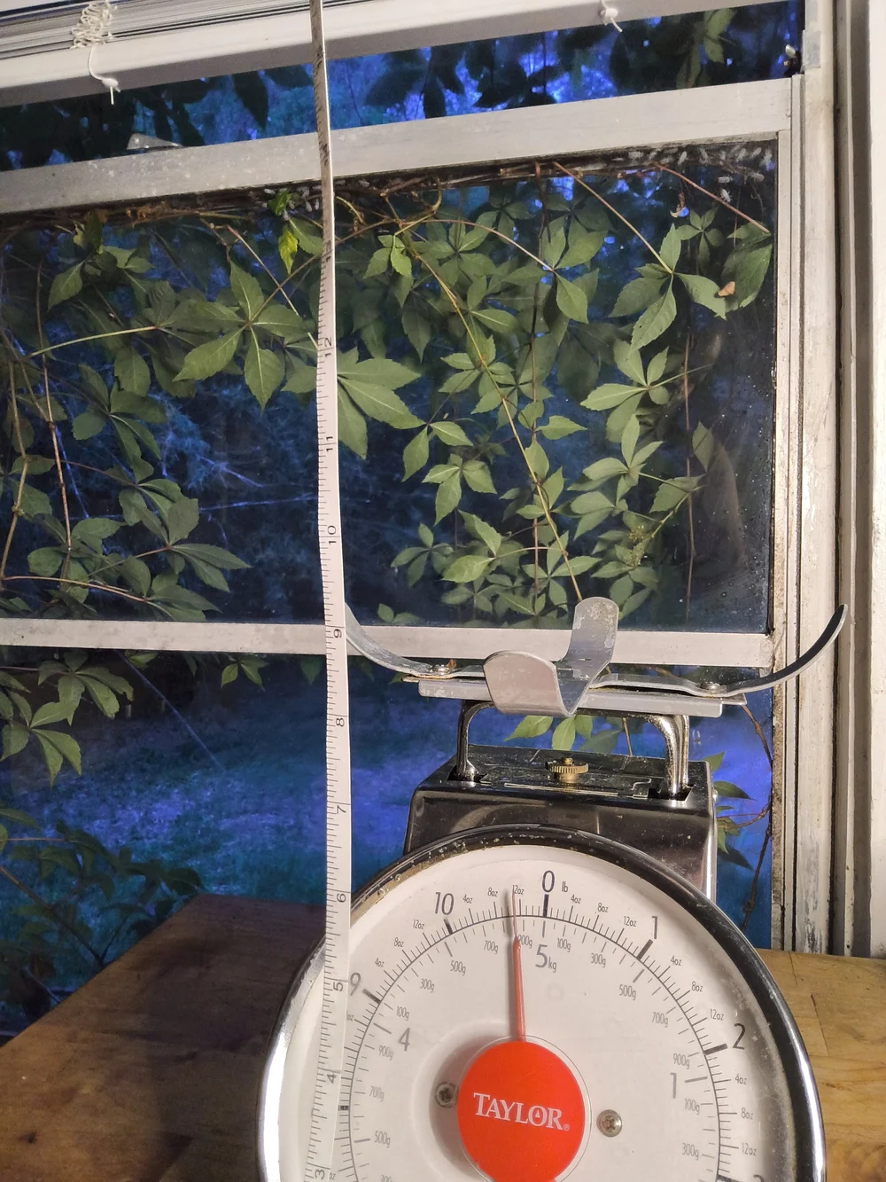Taylor Vintage Stainless Kitchen Scale in White and Red